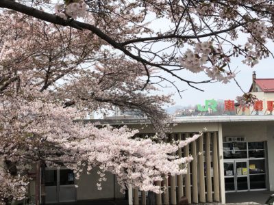 南小樽駅桜