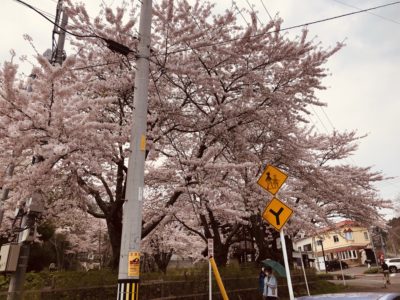 高橋農園の桜