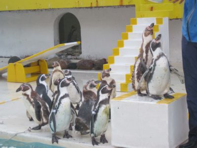 小樽観光デートに最適 小樽水族館でかわいいペンギンやセイウチに癒される もとバスガイドたるっ子の小樽観光ブログ